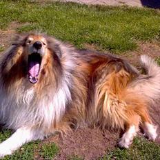Collie langhåret Carrot R.I.P <3
