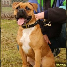 Olde english bulldogge Xantos  (Memory R.I.P.)