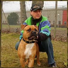 Olde english bulldogge Xantos  (Memory R.I.P.)