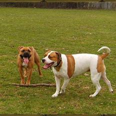 Olde english bulldogge Xantos  (Memory R.I.P.)