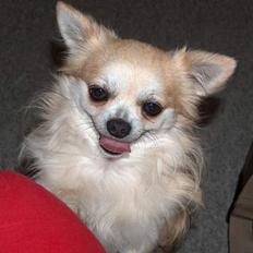 Chihuahua Gizmo
