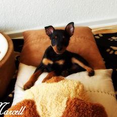 Dvaergpinscher Marcell