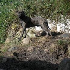 Blanding af racer Bongo (Død 2016) 