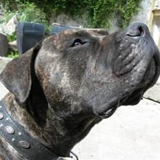 Blanding af racer Bongo (Død 2016) 