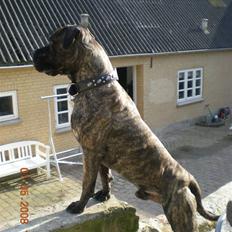 Blanding af racer Bongo (Død 2016) 