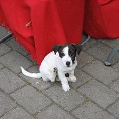 Jack russell terrier Oma Olsen "Bessie"