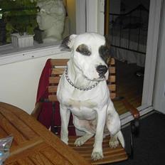 Amerikansk bulldog Charlie  #R.I.P#