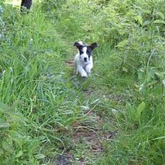 Jack russell terrier Oma Olsen "Bessie"