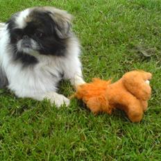 Pekingeser Gonzo