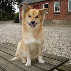 Islandsk fårehund Gladur's Bryja