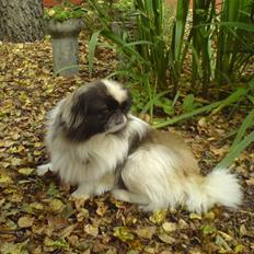 Pekingeser Gonzo