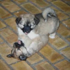 Islandsk fårehund Gladur's Bryja