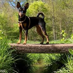 Dvaergpinscher Lille Lua Kahlúa