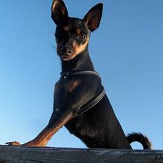 Dvaergpinscher Lille Lua Kahlúa