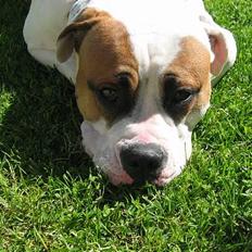 Amerikansk bulldog Kenzo