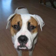Amerikansk bulldog Kenzo