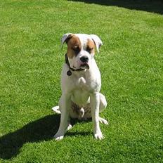 Amerikansk bulldog Kenzo