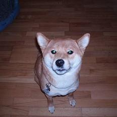 Shiba mitzu