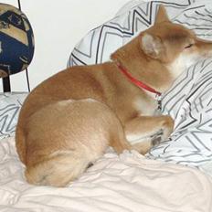 Shiba mitzu