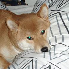 Shiba mitzu