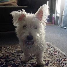 West highland white terrier Airas Milo Lucas 