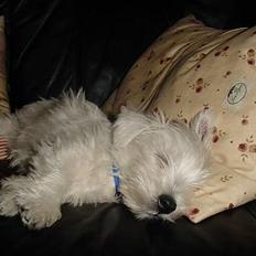 West highland white terrier Airas Milo Lucas 