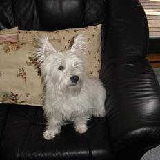 West highland white terrier Airas Milo Lucas 