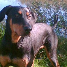 Dobermann Zita