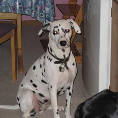 Dalmatiner Maida