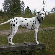 Dalmatiner Maida