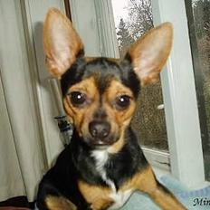 Blanding af racer ♥ Minus 'Jensen' ♥