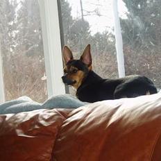 Blanding af racer ♥ Minus 'Jensen' ♥