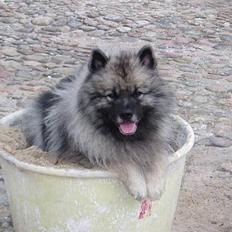 Keeshond keeshos bosco