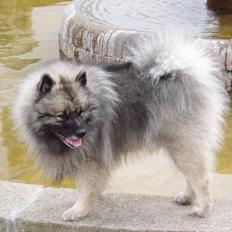 Keeshond keeshos bosco
