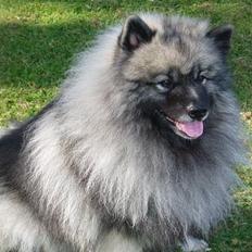 Keeshond keeshos bosco