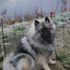 Keeshond keeshos dixi