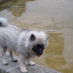 Keeshond keeshos dixi