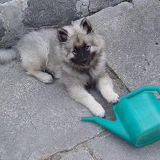 Keeshond keeshos dixi