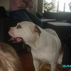 Blanding af racer Bonzai