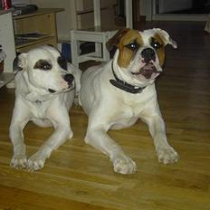 Amerikansk bulldog Charlie  #R.I.P#