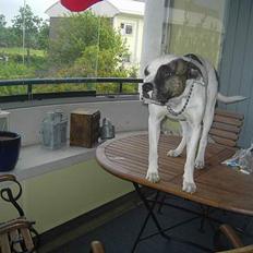 Amerikansk bulldog Charlie  #R.I.P#