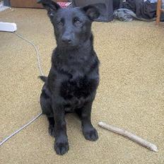 Schæferhund Ni-busa's Chaggie *Død*