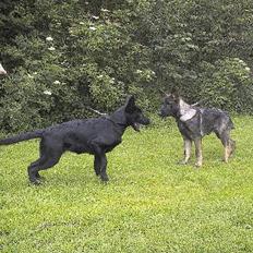 Schæferhund Ni-busa's Chaggie *Død*