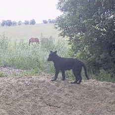 Schæferhund Ni-busa's Chaggie *Død*