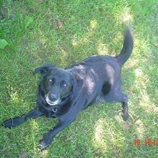 Labrador retriever Max