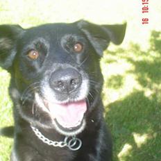 Labrador retriever Max