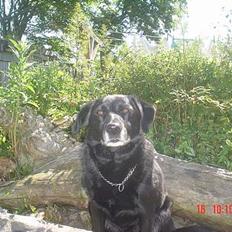 Labrador retriever Max