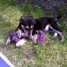 Blanding af racer Mille