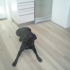 Labrador retriever Ranco