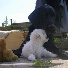 Bichon havanais Miki (Mikisoq)